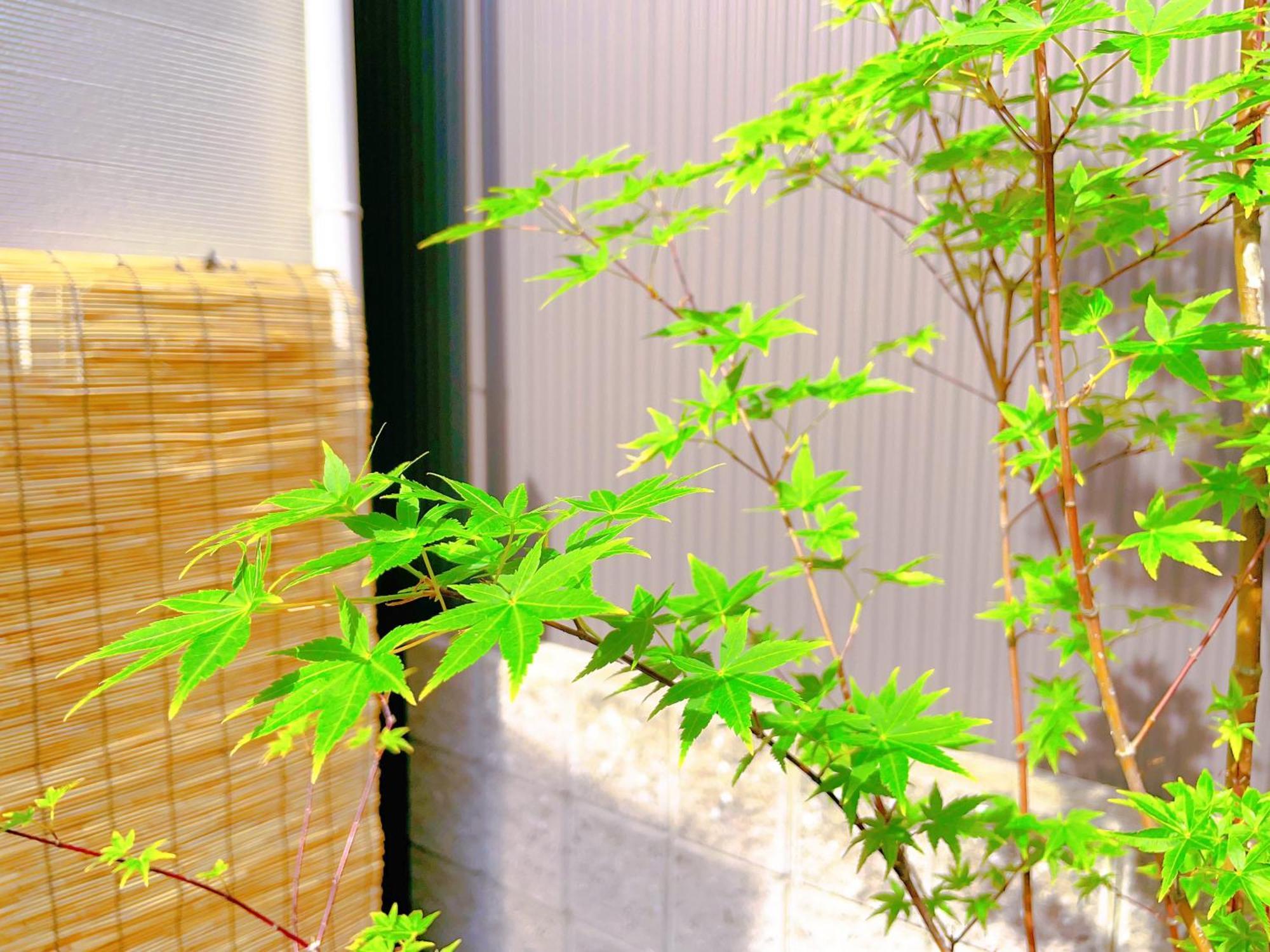 Suikakan Heianjingumae 酔花間 교토 외부 사진